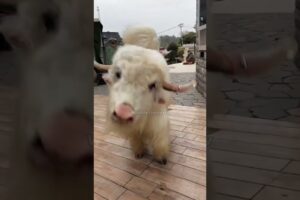 Maalkin ka pyara dulara बैल #bull #cuteanimal #animallovers