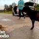 Mama Dog Leads Rescuers Straight To Her Puppies | The Dodo