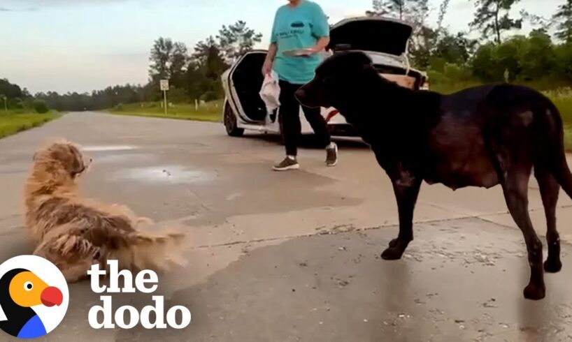 Mama Dog Leads Rescuers Straight To Her Puppies | The Dodo