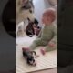 “Mama Husky Introduces Her Puppies to Baby — Cutest Moment Ever!” 🐶❤️BabyAndPuppies#WholesomeMoment