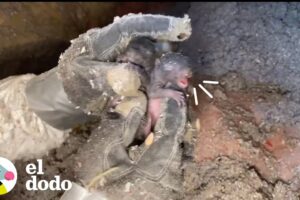 Mamá ardilla corre hacia sus bebés apenas los escucha llorar I El Dodo