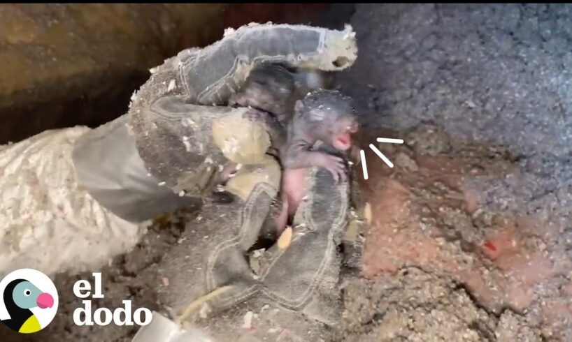 Mamá ardilla corre hacia sus bebés apenas los escucha llorar I El Dodo