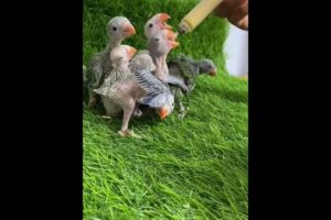 Man Rescues Baby Parrots 🦜❤️