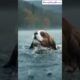 Man Rescues Drowning dog– Heartwarming Animal Rescue Story” #viral #animalrescue #rescueefforts #ai