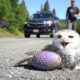 Man Rescues a Poor Snowy Owl Caught in a Trap