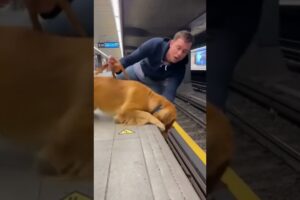 Man Risk your Life to Save a Puppy #dogrescue #dog #train #pets #petlover