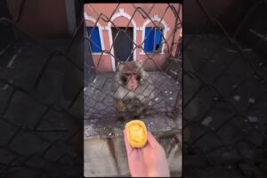 🤬Manky ne baut kosis Jari hai👀😂😂 awesome!A 62% boost in views and fewer swipes #funnyshorts#viral