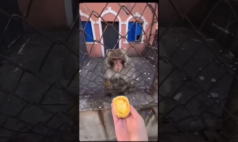 🤬Manky ne baut kosis Jari hai👀😂😂 awesome!A 62% boost in views and fewer swipes #funnyshorts#viral