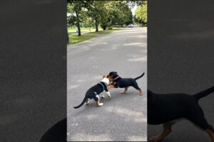 Melting Heart Puppies Playing Video #puppy #dog #viral #shorts