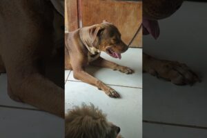 Meus cachorrinhos fofinhos #petsfofinhos #dog