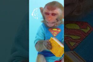 Monkey Bon Bon Gets Angry Taking McDonald Food | Bon Bon Indonesian #shorts #funny #animal #monkey