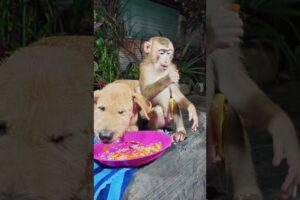 Monkey, cat,and dog playing on grass #cutemonkey #babyanimal #monkeyshorts #cute #babymonkey #animal