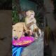 Monkey, cat,and dog playing on grass #cutemonkey #babyanimal #monkeyshorts #cute #babymonkey #animal