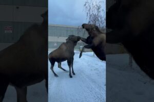 Moose fighting over territory and calves. Anchorage Alaska 2023 wild animals attack #moose #fight