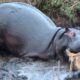 Most Insane Moments of Hippo Attacks in the Wild | Animal Fights