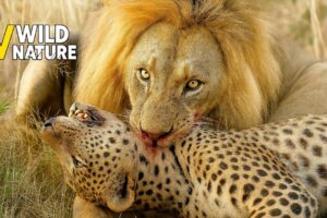 Most Ruthless Animal Fights in The Wild Ever Caught On Camera | Animal Fights