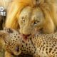 Most Ruthless Animal Fights in The Wild Ever Caught On Camera | Animal Fights