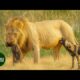 Most Ruthless Lion Attacks on Earth Ever Recorded | Animal Fights