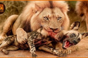 Most Terrifying Lion Attacks Ever Recorded | Wild Animals