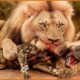 Most Terrifying Lion Attacks Ever Recorded | Wild Animals