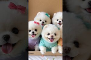 Most cutest teacup puppy 😍 #cute #toys #baby #cutebaby #barkingbliss #dog #pets #cutedog #pomeranian