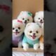 Most cutest teacup puppy 😍 #cute #toys #baby #cutebaby #barkingbliss #dog #pets #cutedog #pomeranian