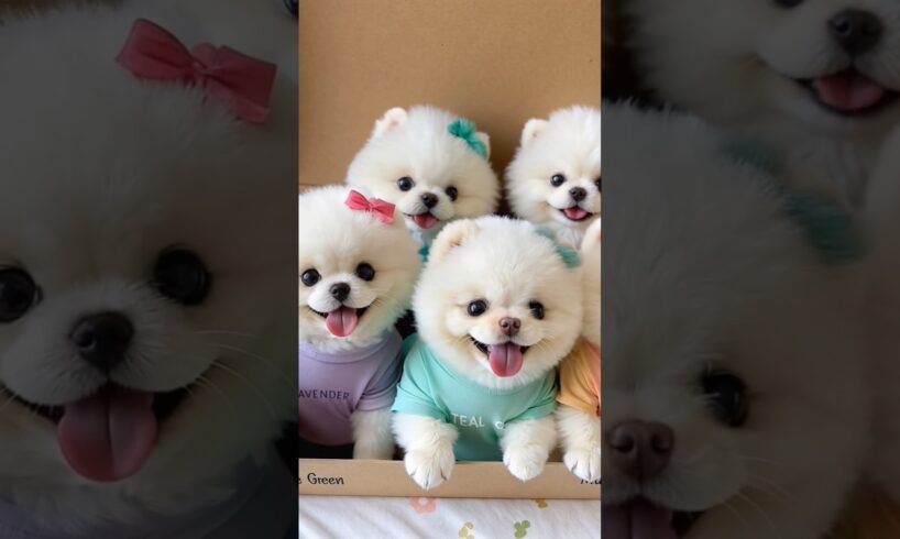 Most cutest teacup puppy 😍 #cute #toys #baby #cutebaby #barkingbliss #dog #pets #cutedog #pomeranian