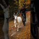 Mother Ibex Finds Cyclist to Rescue Her Baby #animals #animalrescue  #wildlife