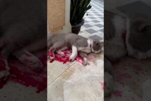 My cat is hurt 🩸😭😿 #cat #pets #animals #shorts