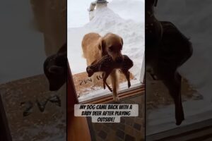 My dog came back with a baby deer after playing outside! #dog #deer #animals #shorts