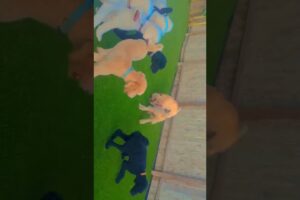 My pups love their kongs! #dogs #music #anime #fun #play #pets #animals #eat #puppy #funny #cute