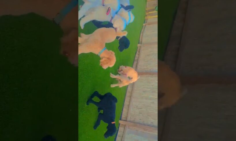 My pups love their kongs! #dogs #music #anime #fun #play #pets #animals #eat #puppy #funny #cute