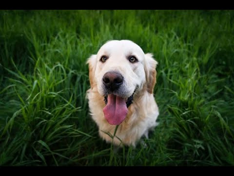 NDE COMPILATION - Animals and Pets in the afterlife