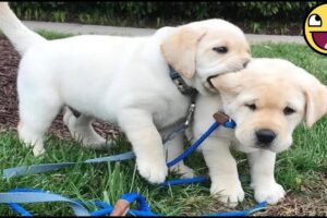 NEW Funny & Cute Puppies Compilation 2025 🐶💖🤣