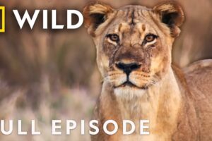 Nature's Most Wanted (Full Episode) | World's Deadliest | Nat Geo Animals