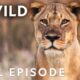 Nature's Most Wanted (Full Episode) | World's Deadliest | Nat Geo Animals