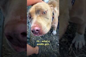 No dog has ever been happier to be rescued 🥹