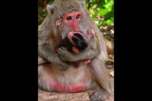 Old mommy monkey with tiny baby  #babymonkeys #animallife #animals #wildlifeentertainment