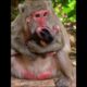 Old mommy monkey with tiny baby  #babymonkeys #animallife #animals #wildlifeentertainment