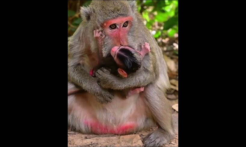 Old mommy monkey with tiny baby  #babymonkeys #animallife #animals #wildlifeentertainment