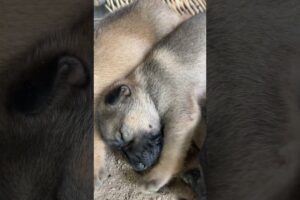 One of the cutest puppies #puppy #doggielife #babypet