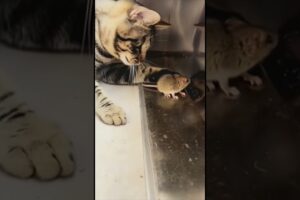 PLAYING WITH THE HUNT - S.J.Leandro       #shorts