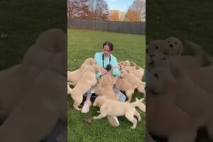 POV Surrounded by the Cutest Puppies Ever