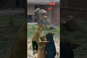 Para hewan sedang bermain dihalaman rumah #shorts#animals#fox#squirrel#dog