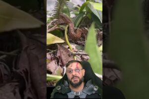 Perigo da pescaria: uma cobra Mesotes strigatus em Siderópolis SC #biologohenrique #animais #biologo