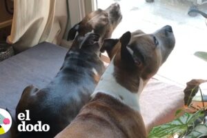 Perritas hermanas son mejores amigas I El Dodo
