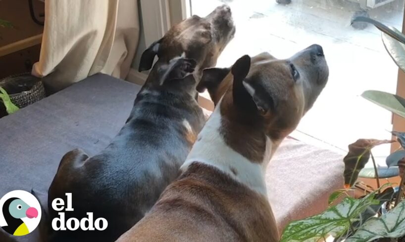 Perritas hermanas son mejores amigas I El Dodo