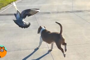 Pigeon Knocks On Door Until His Dog Buddy Comes Out To Play | Cuddle Buddies