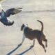 Pigeon Knocks On Door Until His Dog Buddy Comes Out To Play | Cuddle Buddies