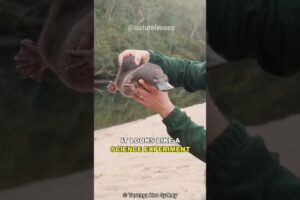 Platypus | Nature's Weirdest Creation